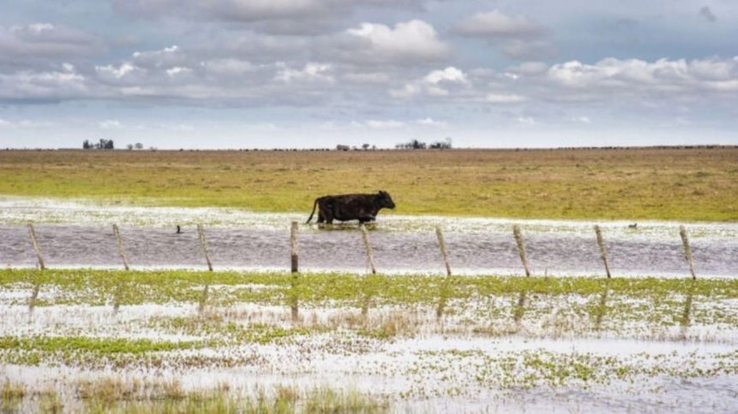 Declaran “desastre agropecuario” en Pehuajó por las inundaciones