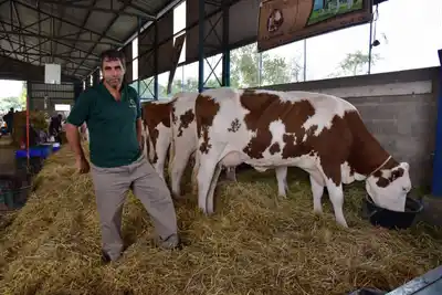 La Montbeliarde se luce en el pabellón ganadero