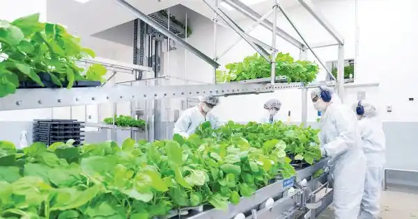 Vacuna Vegetal: El producto que se probó con voluntarios en la Argentina tiene 71% de eficacia 