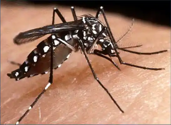 Trabajan en la prevención de enfermedades transmitidas por mosquitos