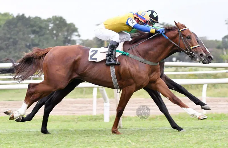 Sábado 30: Actividad Hipódromo de San Isidro