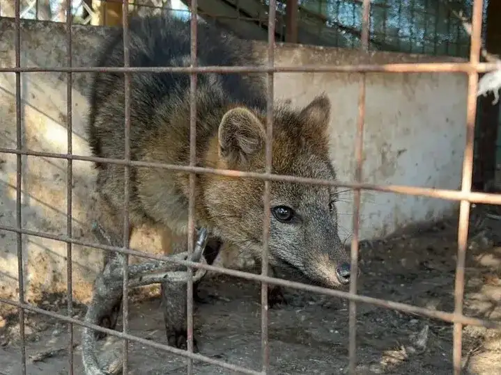 Rescataron a un zorro encadenado que era exhibido ilegalmente en una casa de comidas