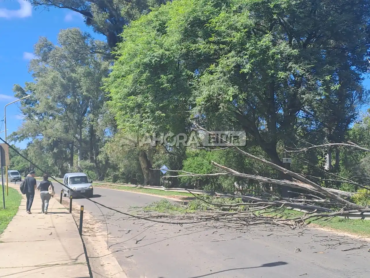 Se cayó un árbol e interrumpe el paso de Gualeguaychú a Pueblo Belgrano