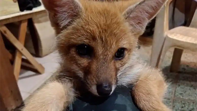 Rescataron a zorrito cuya mamá murió atropellada y lo cuidan hasta su liberación