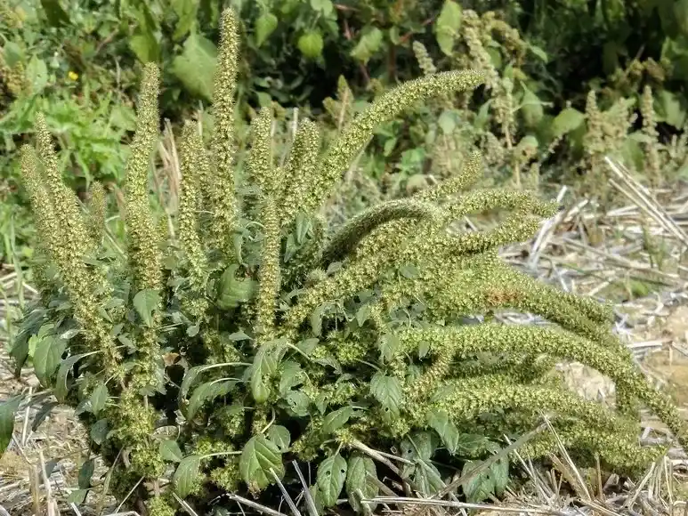 malezas