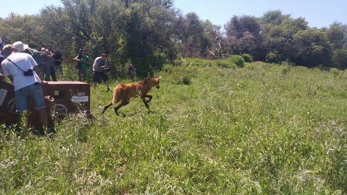 Liberación de animales