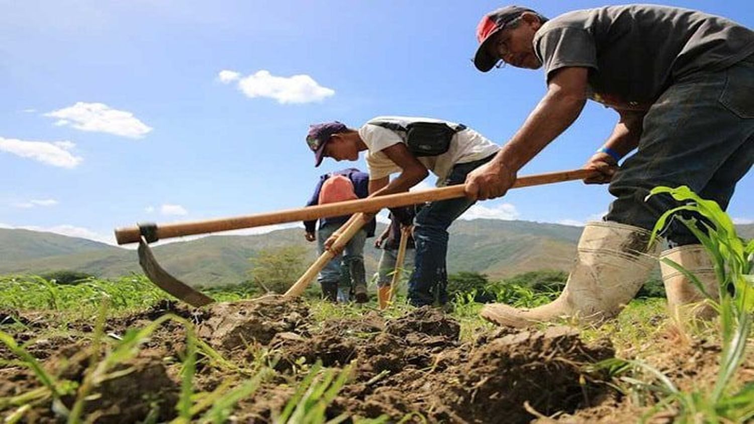 POR PRIMERA VEZ EN 50 AÑOS Venezuela no tiene un plan nacional de siembra