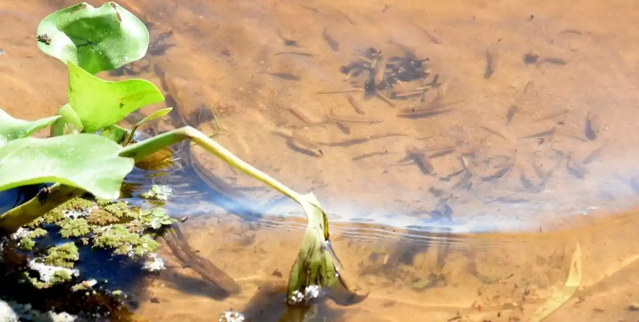 “Este pico de crecida es más alta de la que ocurrió en diciembre (2022) y creemos que será más duradera”, mencionó Espínola, expectante por lo que puedan observar dentro de unas semanas cuando analicen la situación actual. Foto: Guillermo Di Salvatore