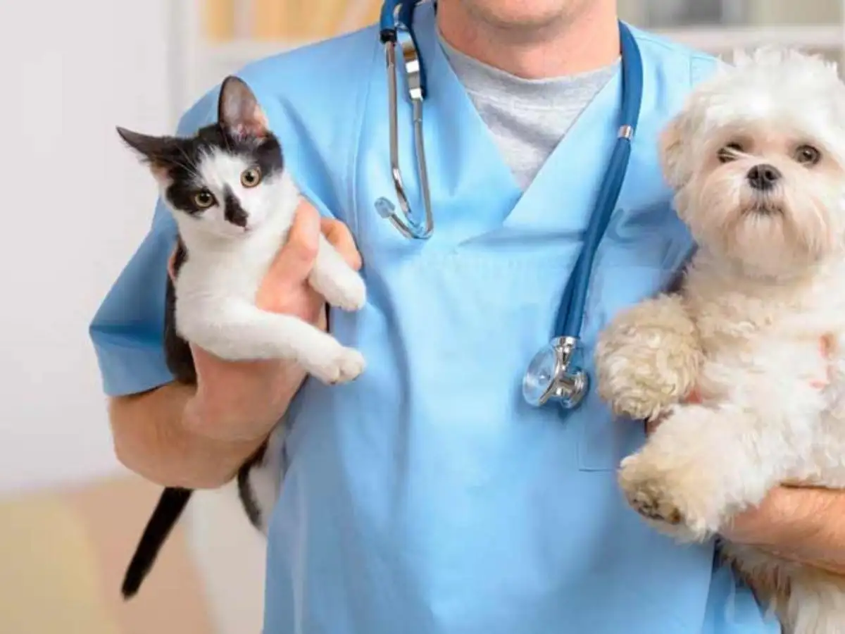 ¿Cuál es la actualidad de las guardias veterinarias en la ciudad?
