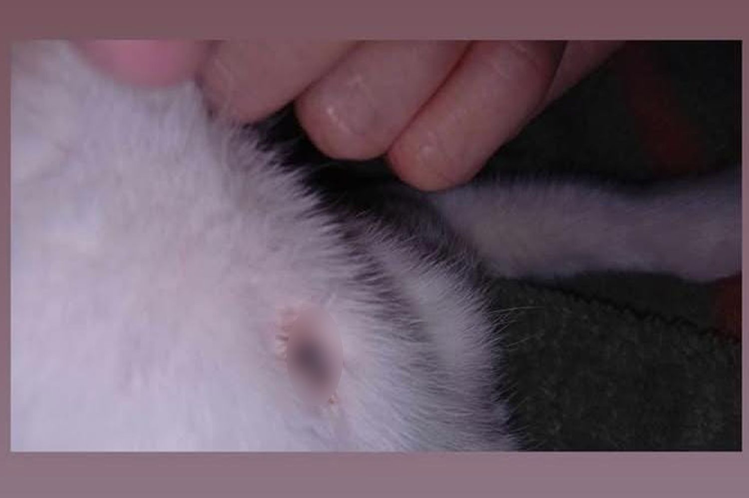 "Hay una persona tirando balinazos a los gatos", preocupación entre los vecinos por sus mascotas