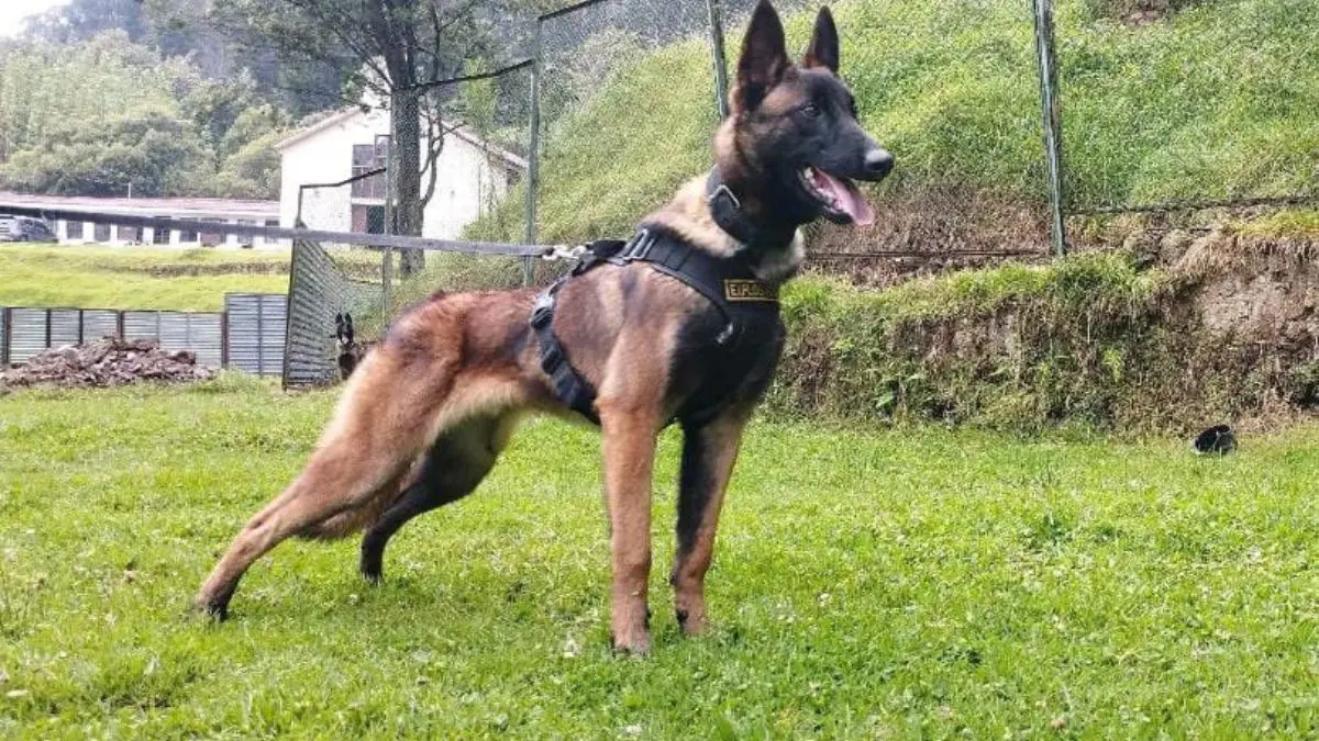 ¡VIDENTE MEXICANO LO PREDIJO! La búsqueda continúa, falta Wilson el perro rescatista que buscaba a los niños en la selva