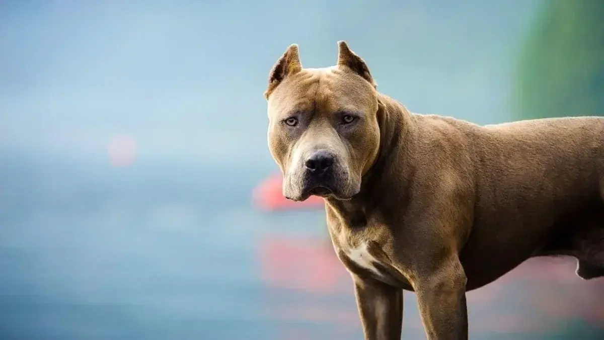 Un pitbull atacó dos días seguidos a una mujer en Santiago del Estero