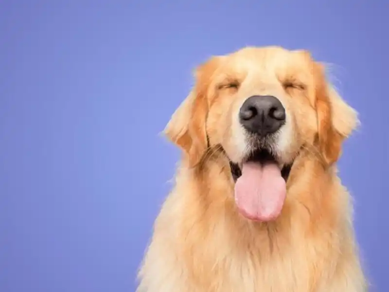 Día Nacional del Perro: por qué se celebra hoy, 2 de junio