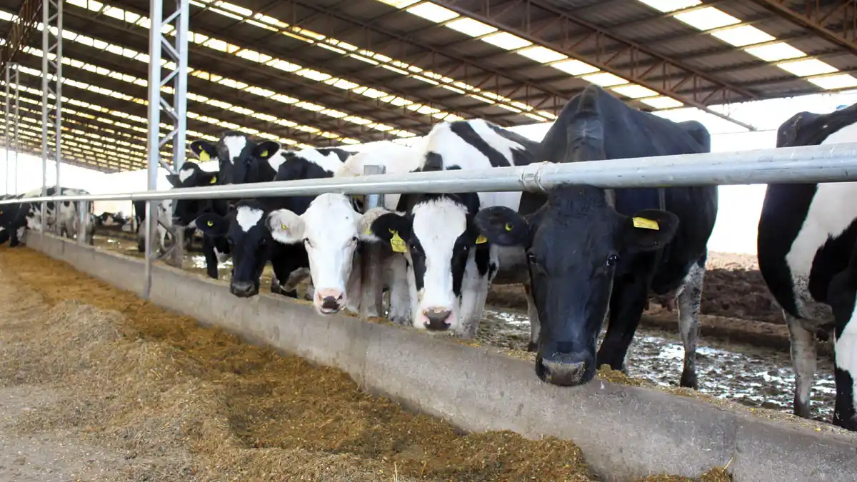 Pequeños y medianos tambos atraviesan momentos críticos en Entre Ríos