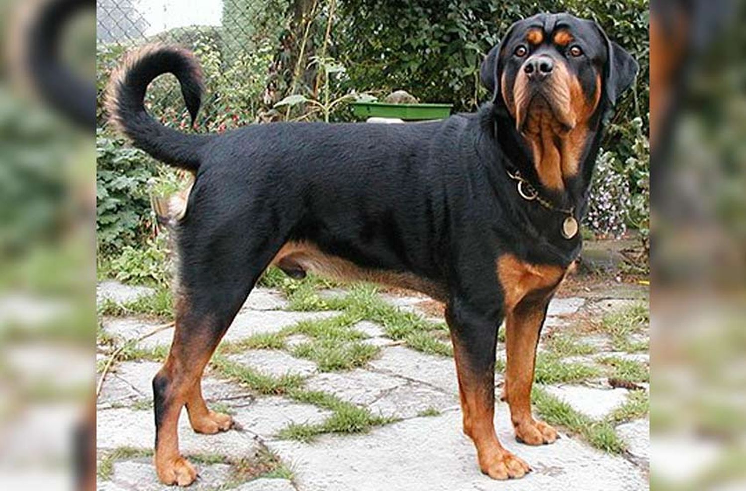 Una Rottwailer espantó a un ladrón y salvó a su dueño del robo