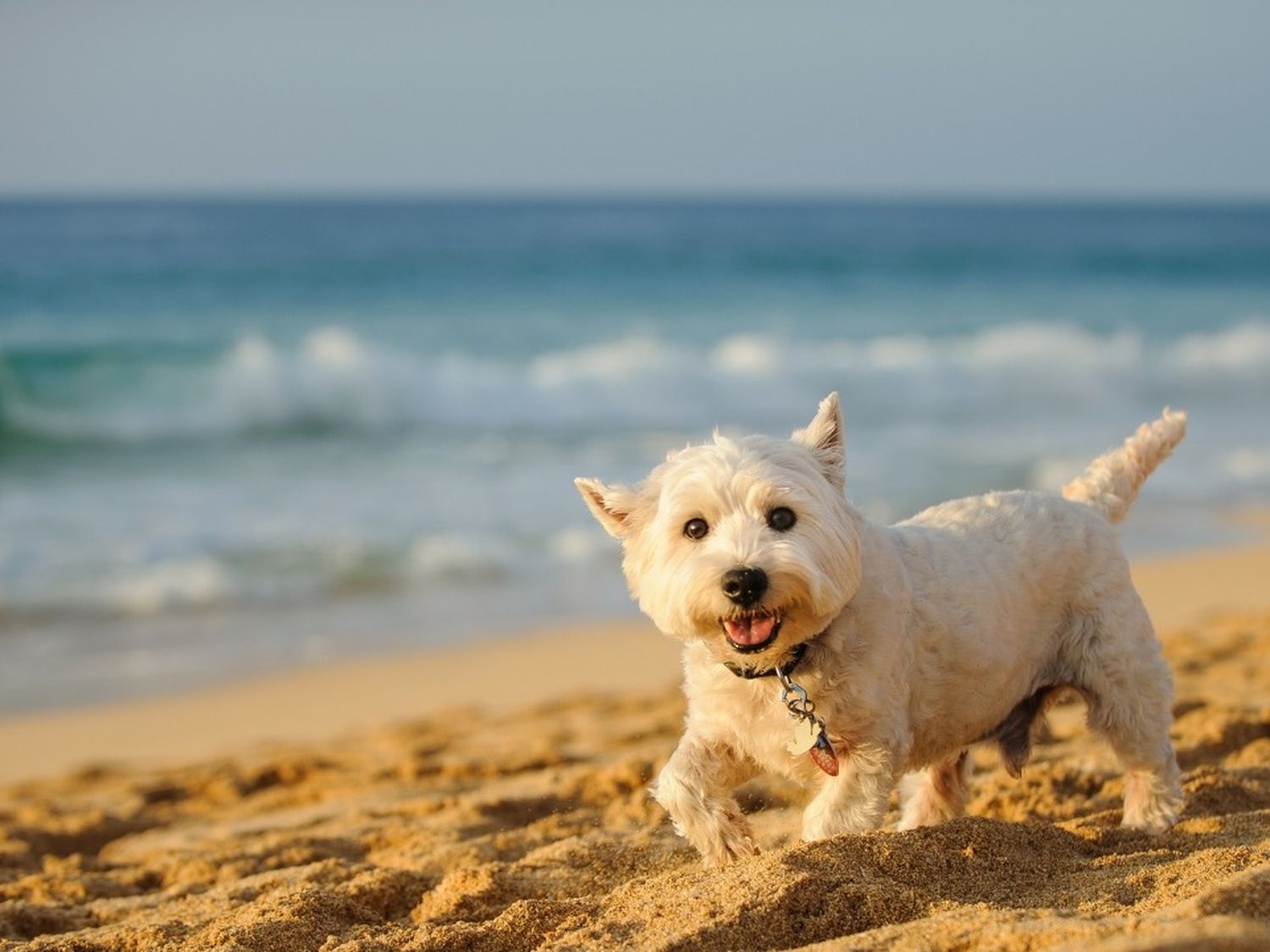 Cada vez más perros y gatos se suman al viaje de vacaciones