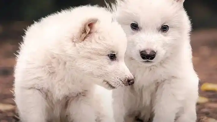 Científicos revivieron lobos gigantes como los de "Game of Thrones" que estaban extintos desde hace 13 mil años