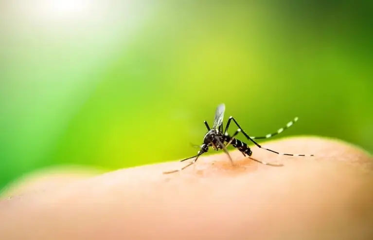 Dengue en Pilar: Hay 30 casos confirmados pero ninguno requirió internación