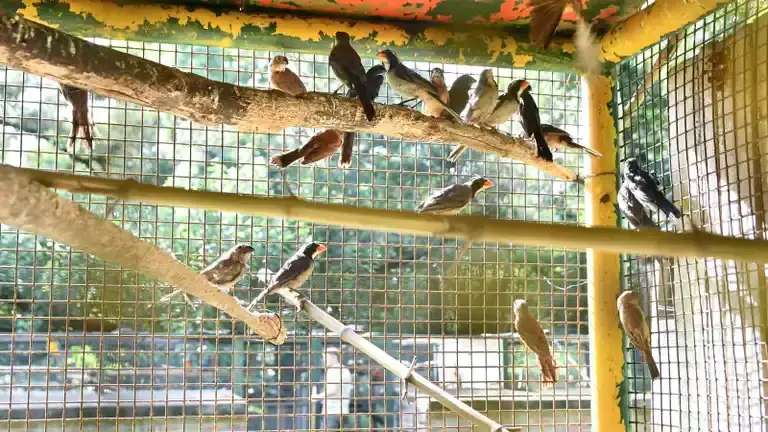 Decomisaron más de 500 animales silvestres en Ruta 34 y quedaron al resguardo en Granja La Esmeralda