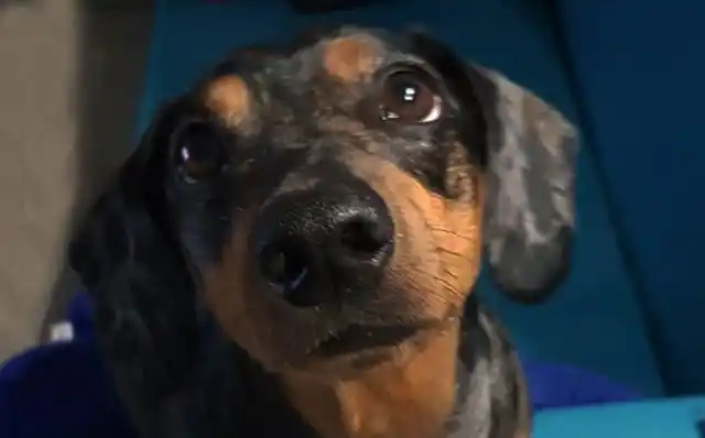 Un estudio explica por qué los perros hacen la "mirada triste"
