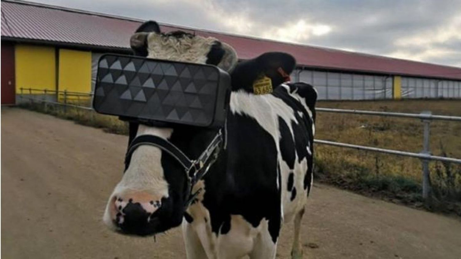 Video: le coloca gafas de realidad virtual a sus vacas para aumentar la producción de leche