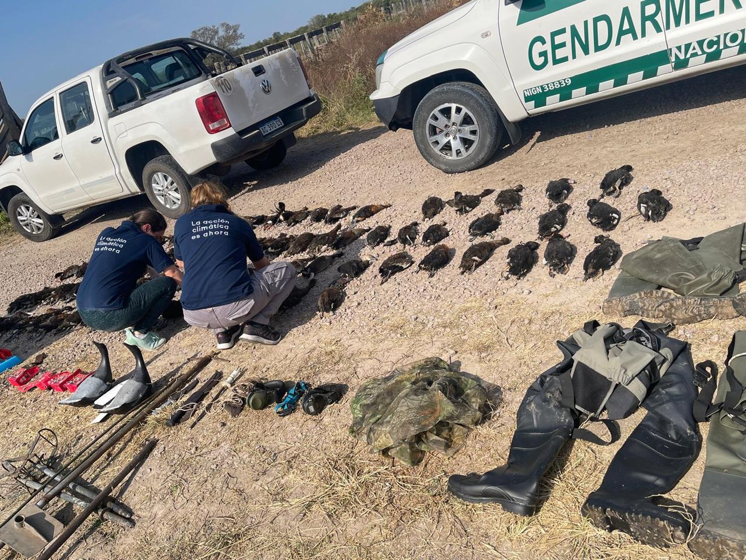 Imputaron al guía trucho y a los turistas franceses que cazaron casi un centenar de patos silvestres