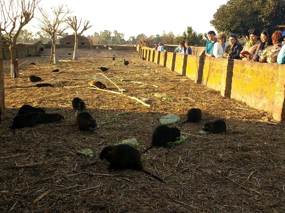 El turismo en Miramar disparó el consumo de carne de nutria 