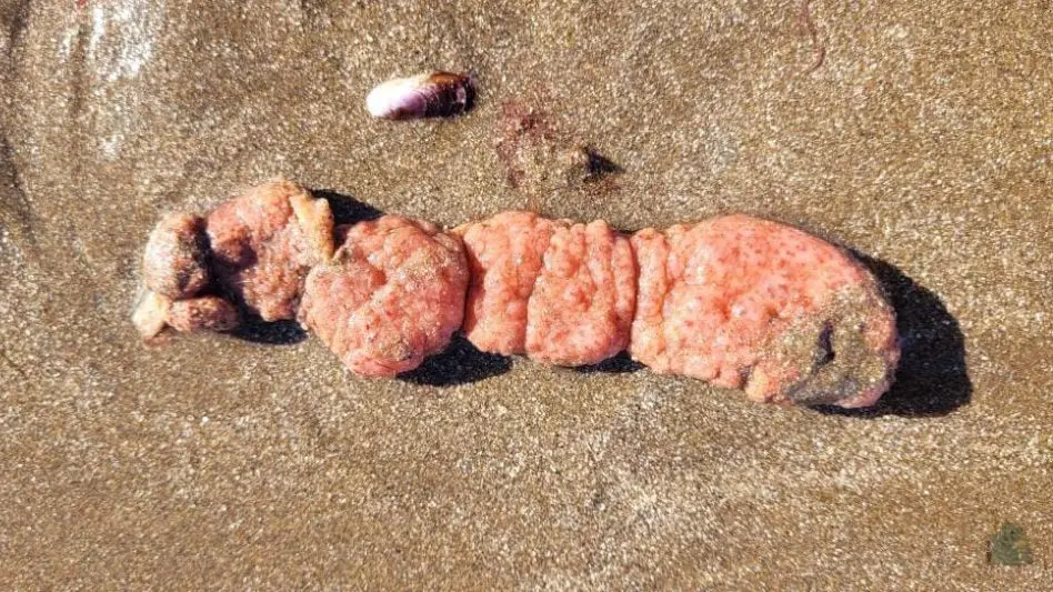 "Papa de Mar": la naturaleza vuelve a sorprender en las costas marplatenses 