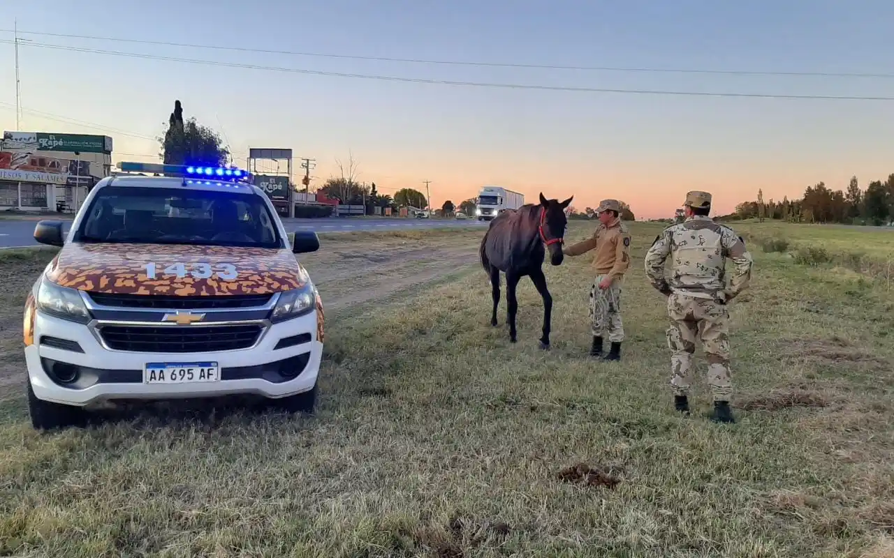 ¡Cuidado, animales sueltos! La Brigada de Gualeguaychú labró varias infracciones