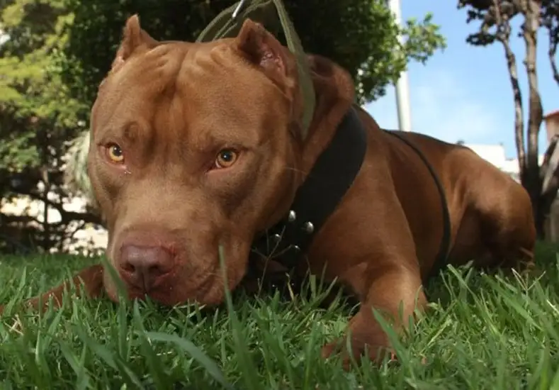 Inédito operativo para rescatar a familia de la amenaza de su perro