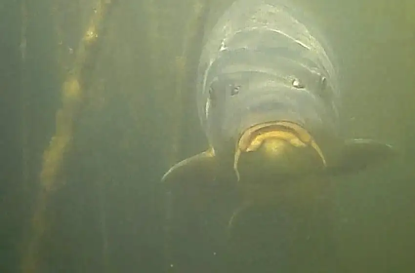 Un buzo marplatense filma un documental sobre la riqueza natural de la laguna de Punta Mogotes