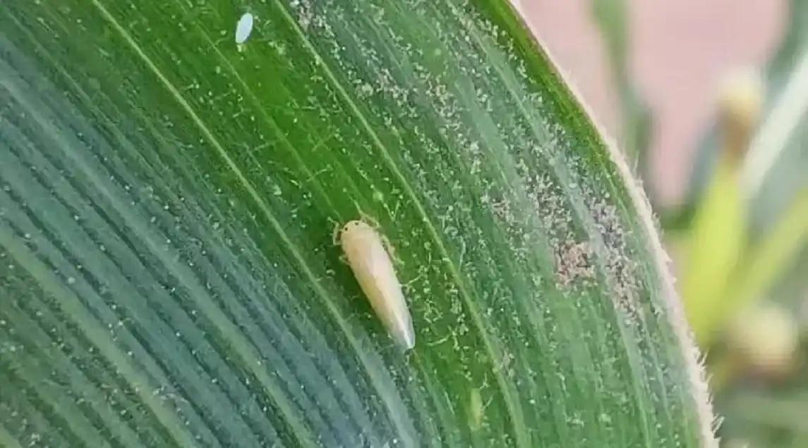 La caída productiva en la campaña maicera a causa de la chicharrita