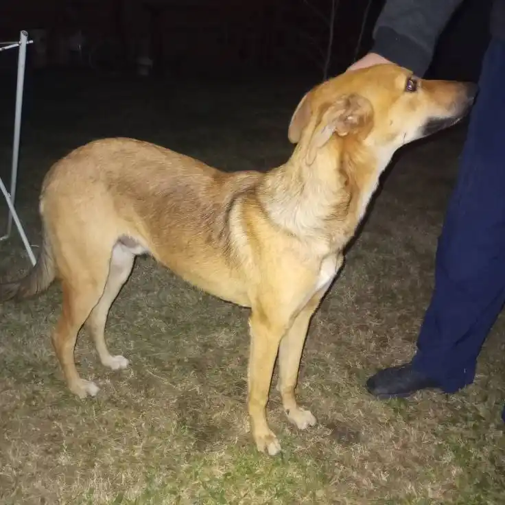 Una historia de amor y compromiso: la adopción de dos perros adultos