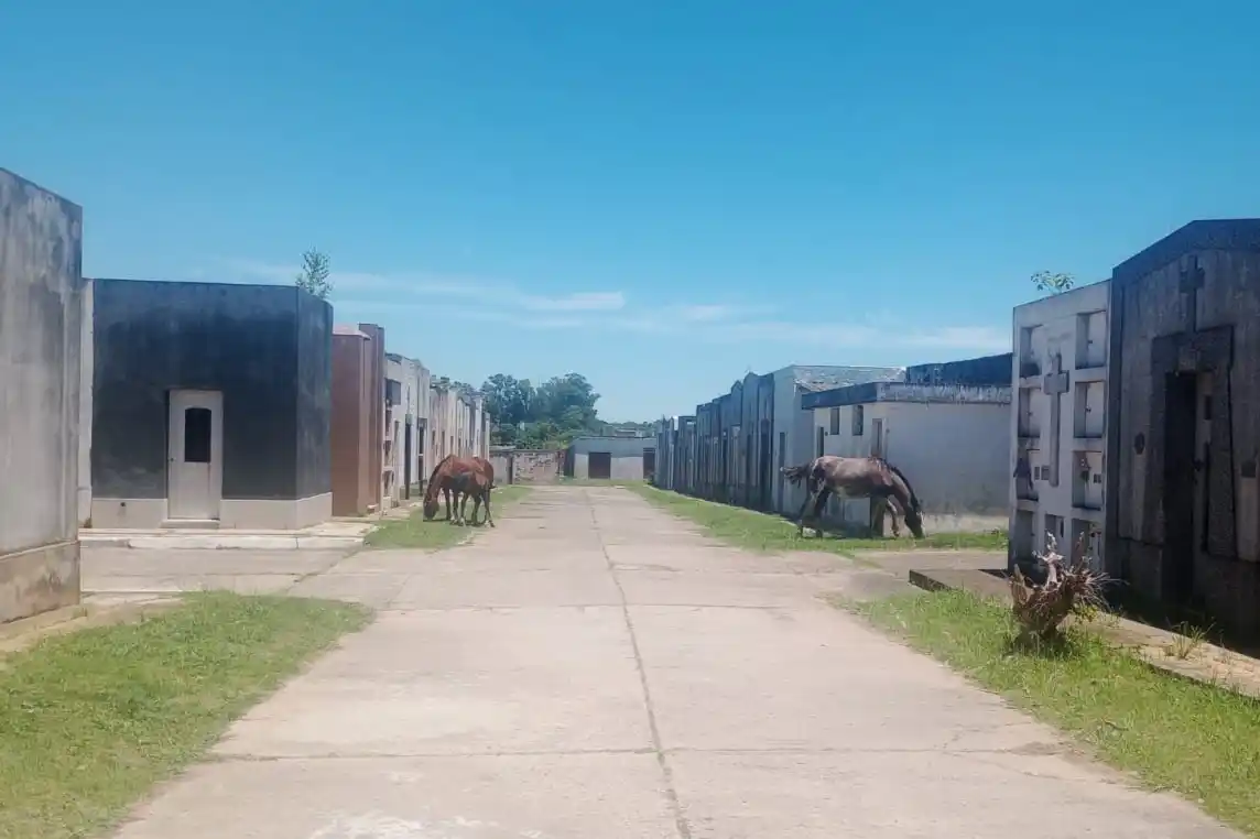 Los caballos estaban sueltos dentro del predio del Cementerio municipal.