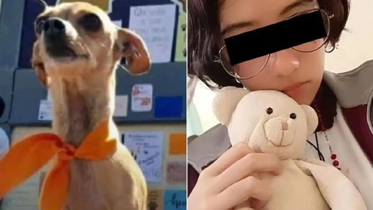 EL CASO DE HUELLITAS conmueve a México: piden castigo para adolescente que mató al perrito con «extrema crueldad»