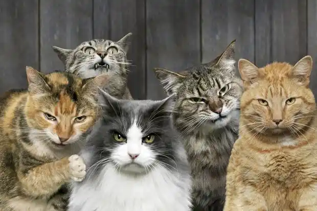 ¡Fin del secreto! Ya se sabe por qué los gatos van perdiendo el apetito