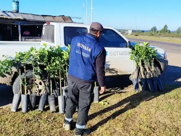 Árboles cítricos incautados en la ruta 14: por qué Senasa ordenó destruir 86 plantas