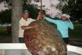 Pescaron una raya de 155 kilos en Santa Fe
