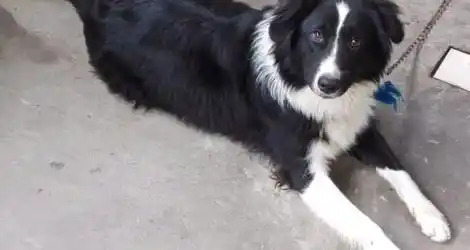 Buscan a este border collie