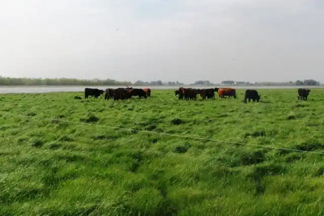 El senador  Torres vuelve a insistir con el Proyecto de protección de pastizales naturales

