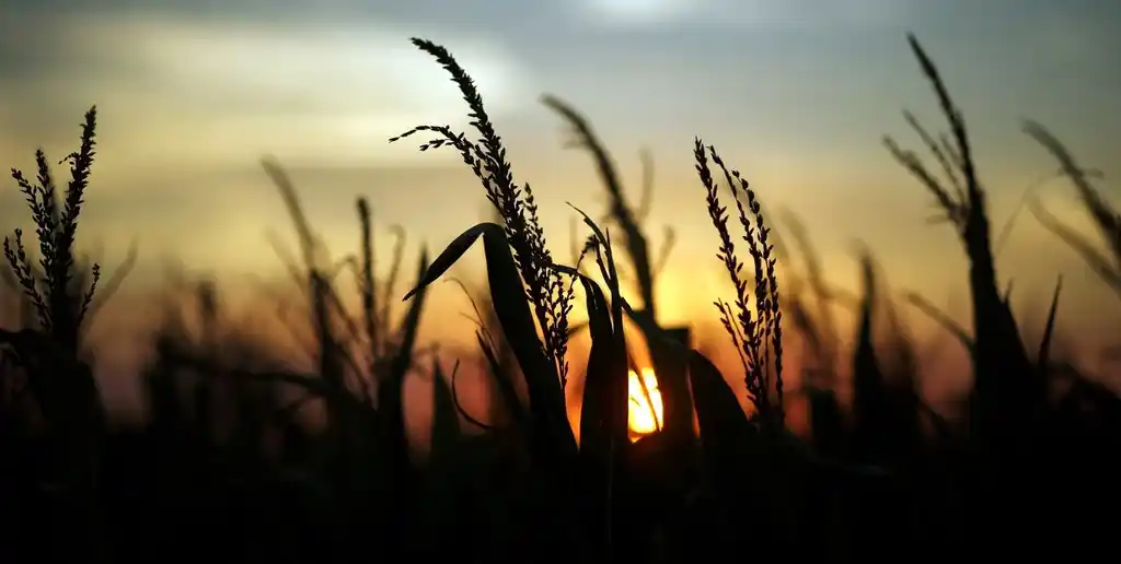 Las proyecciones climáticas anticipan buenas precipitaciones hasta diciembre, lo que configura un escenario atípico respecto de campañas previas.