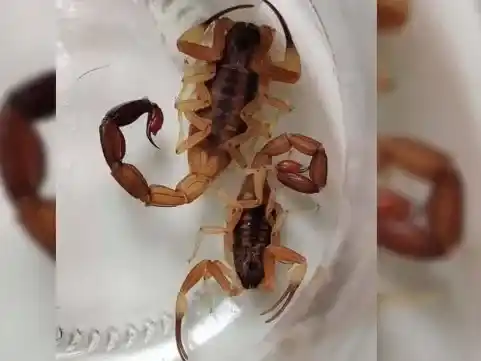 Entre Ríos ya envió más de 400 alacranes vivos al Instituto Malbrán en lo que va del año