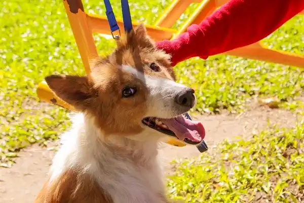 Gratis: desparasitan y vacunan a mascotas en plaza Urquiza 