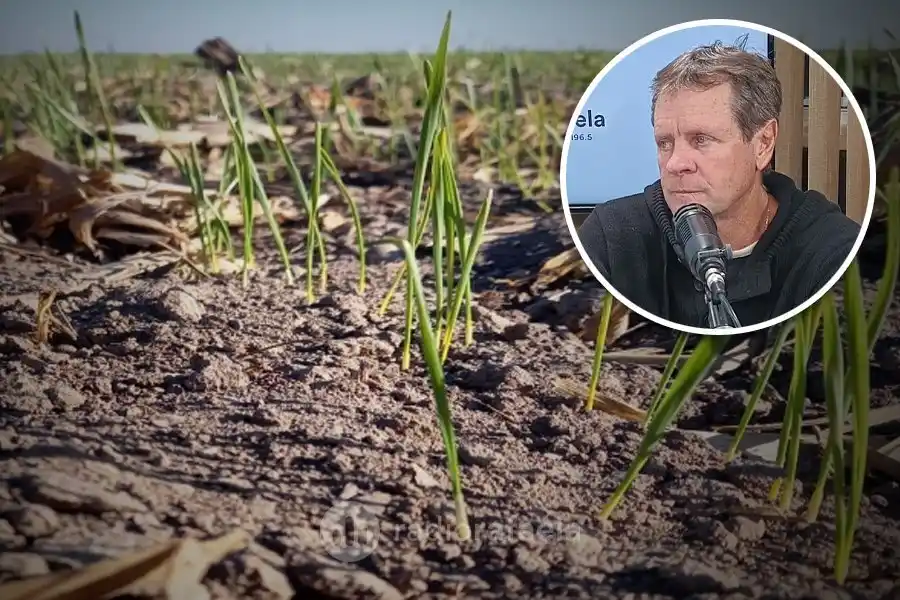 Cultivos en estado muy buenos a excelente y siembra con ritmo irregular, por lluvias