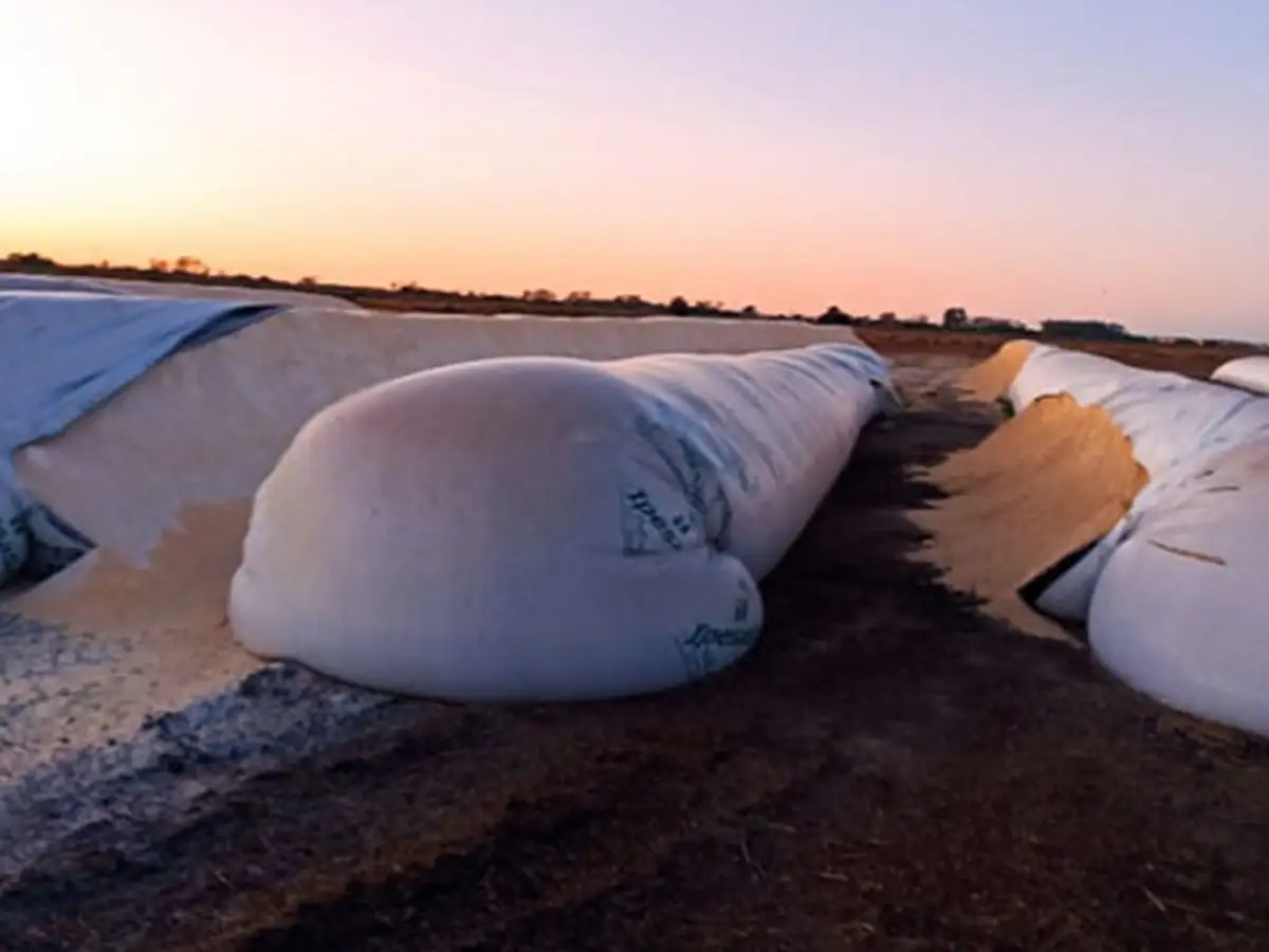 Presentaron un proyecto para endurecer penas por ataques a silo bolsas y caza ilegal en campos