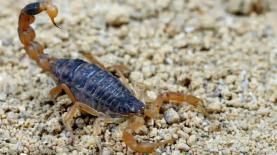 Provincia brindó recomendaciones ante la presencia de alacranes