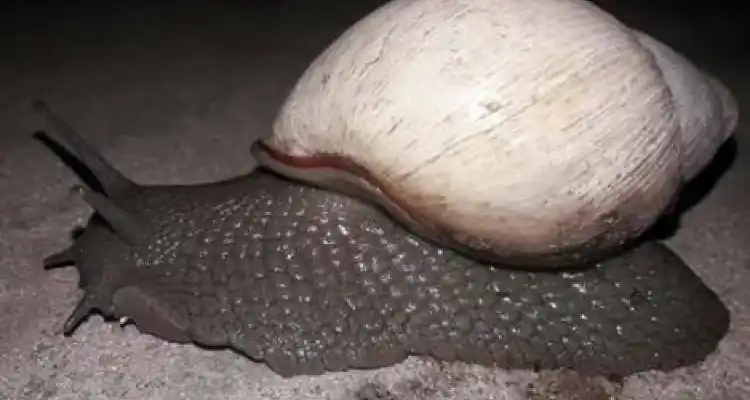 Un #ReporteCiudadano permitió el reencuentro de un caracol con su dueña