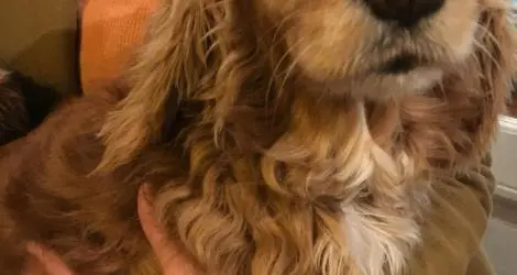 Perra encontrada