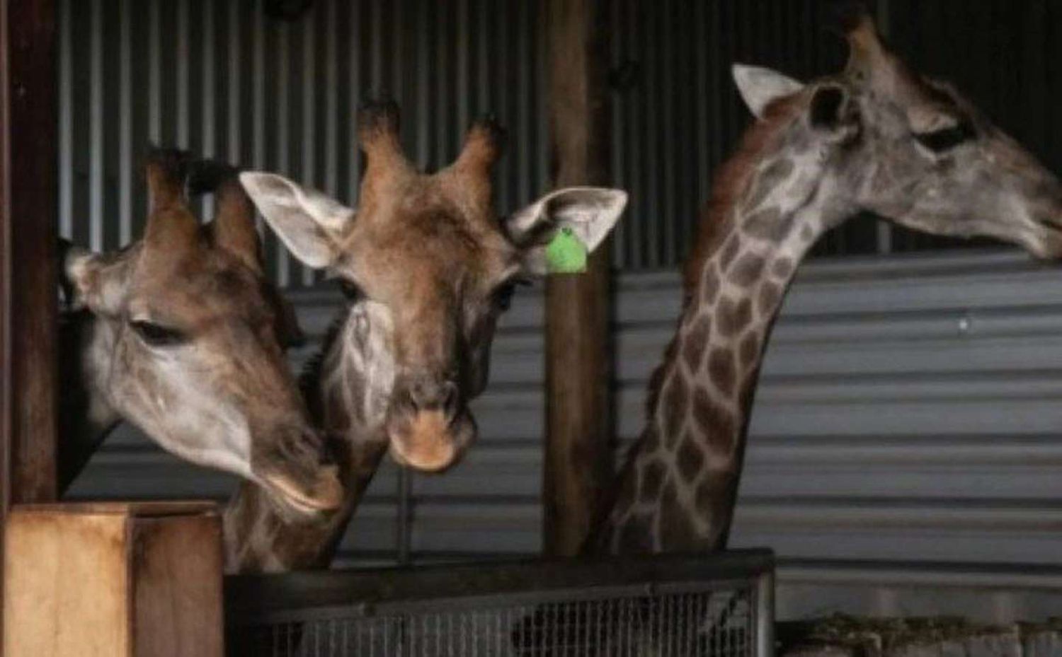 Un zoológico de Brasil traficaba jirafas: tres murieron por estrés