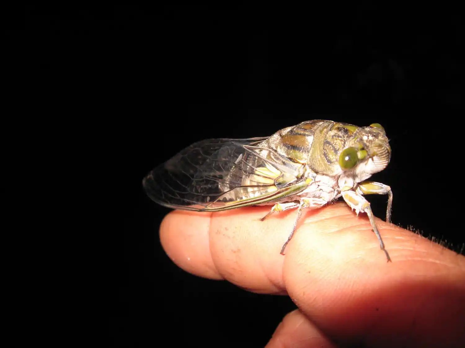 La inclusión en el mundo zoo